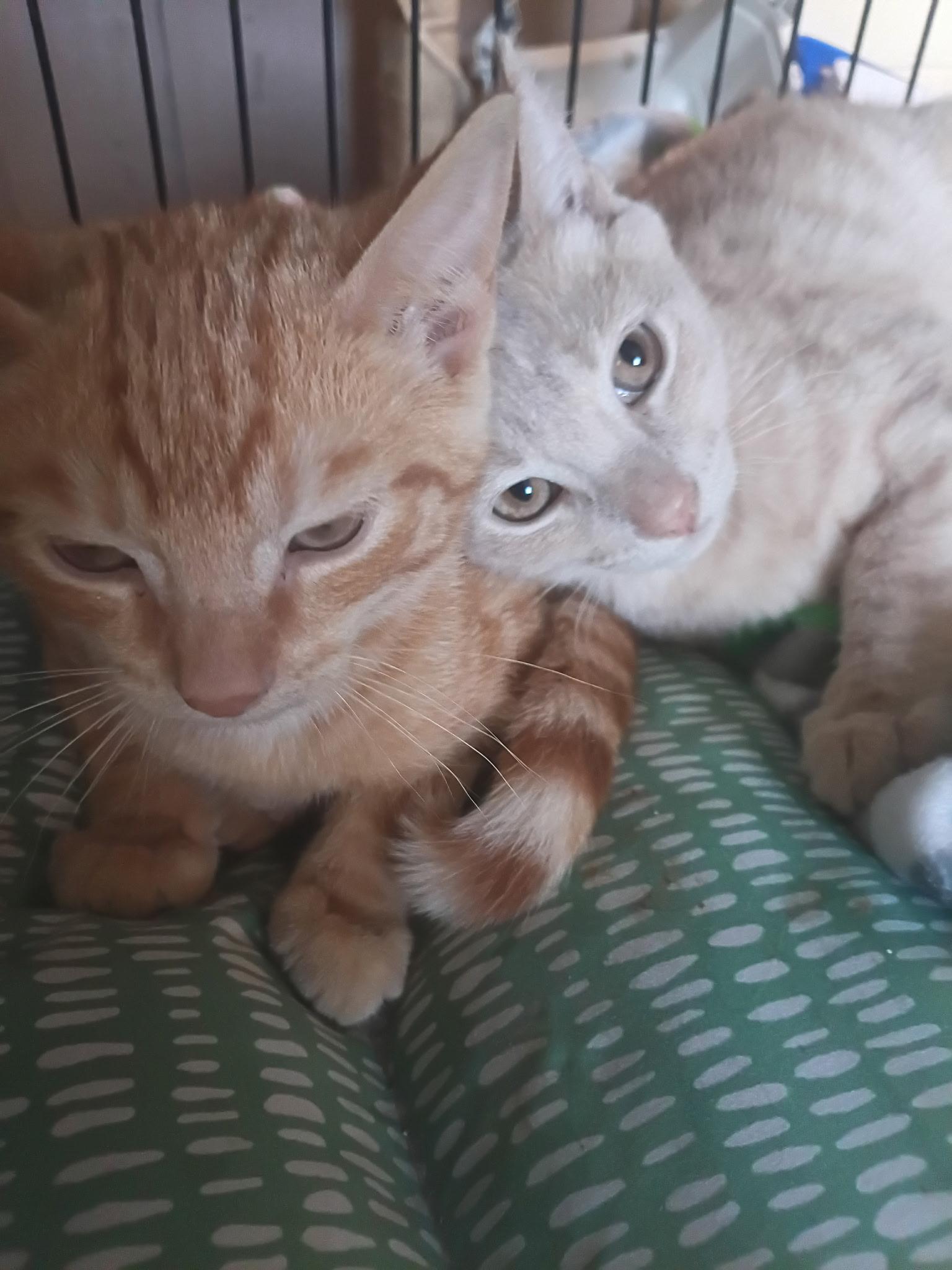 Sammi & Riley, Adoptable, Young Male Domestic Short Hair.