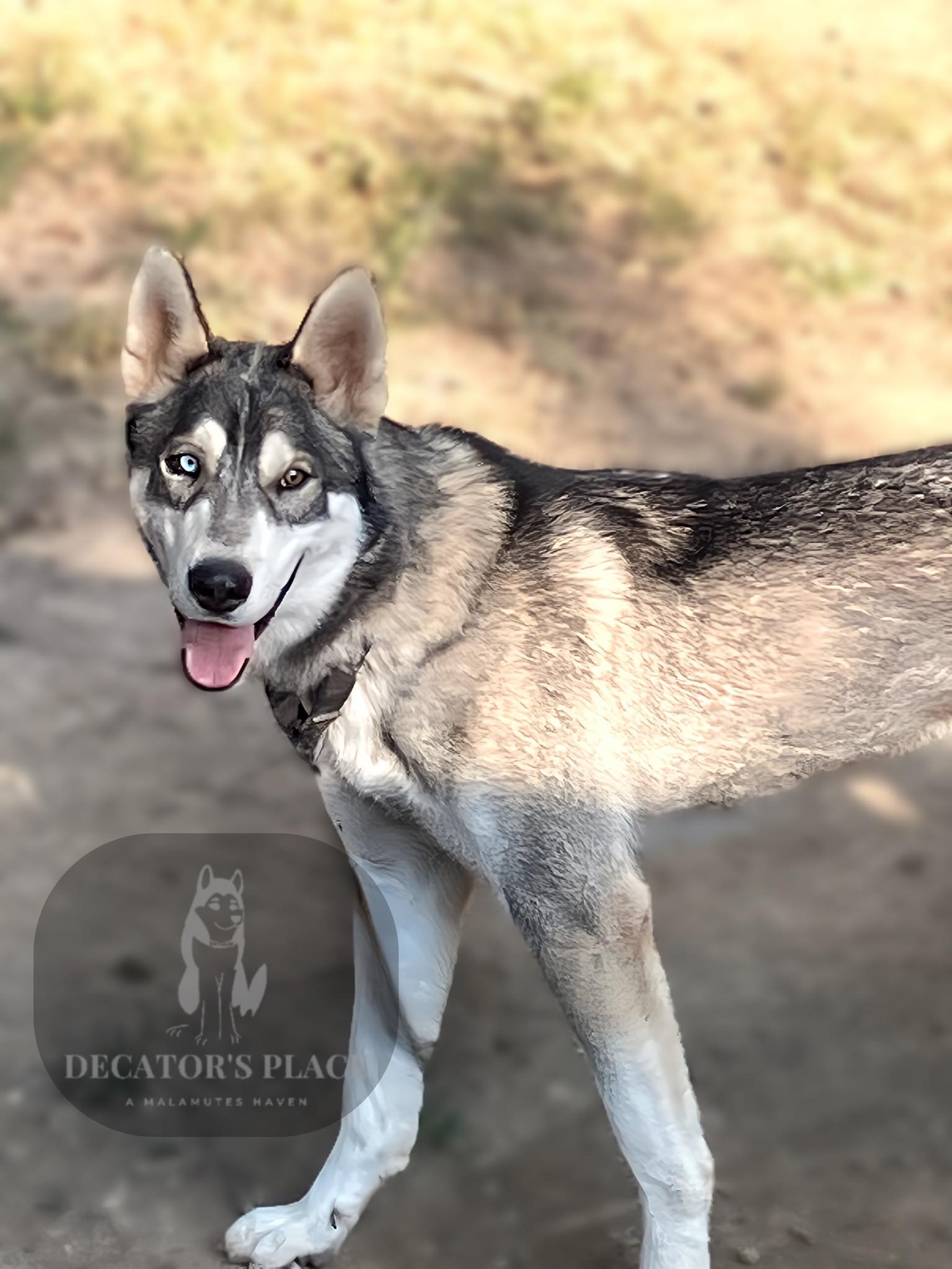 Vision, a Adoptable mixed breed in St. James, MO image 2/5