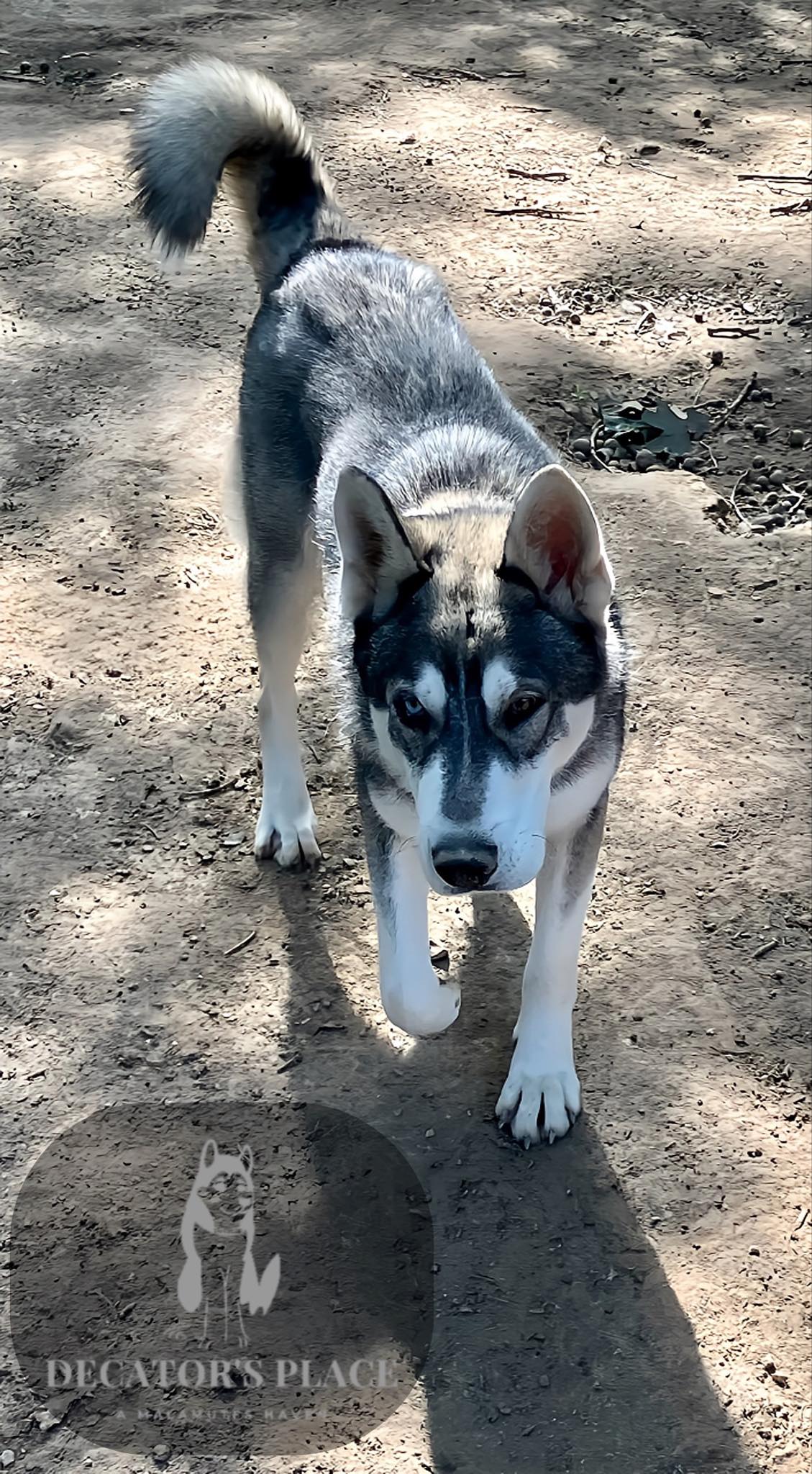Vision, a Adoptable mixed breed in St. James, MO image 3/5