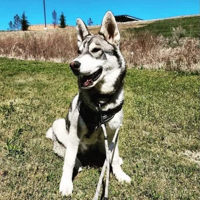 Vision, a Adoptable mixed breed in St. James, MO image 4/5