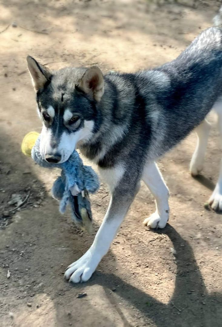 Vision, Adoptable, Young Male Alaskan Malamute.