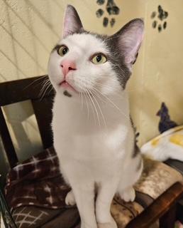 Enlarge Sam, a Adopted Domestic Short Hair in Middletown, CT image 2/4