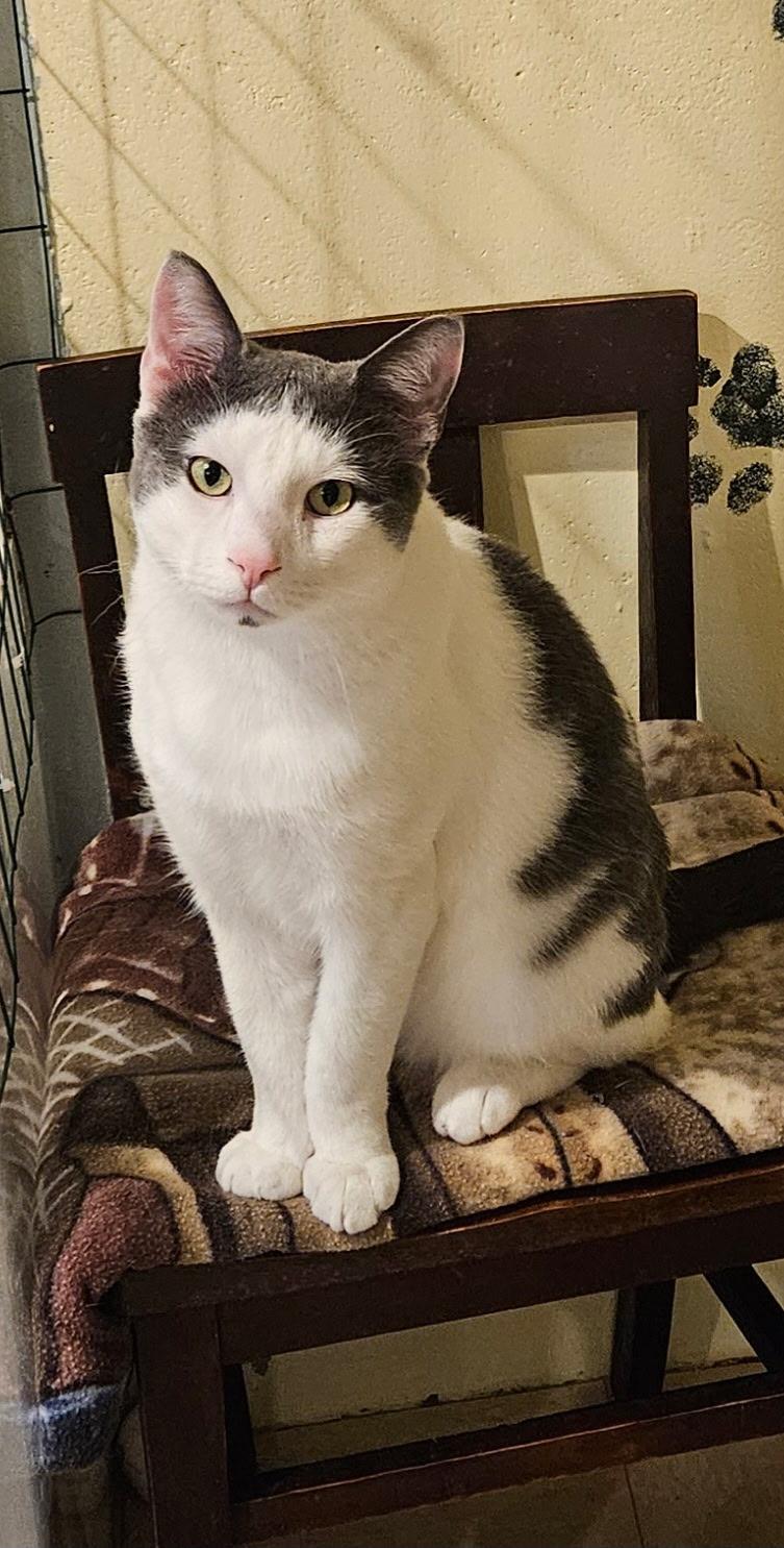 Sam, Adopted, Adult Male Domestic Short Hair.