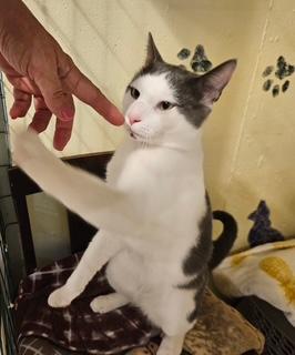 Enlarge Sam, a Adopted Domestic Short Hair in Middletown, CT image 4/4