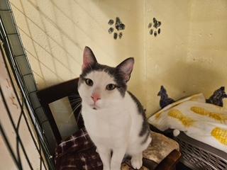 Enlarge Sam, a Adopted Domestic Short Hair in Middletown, CT image 3/4