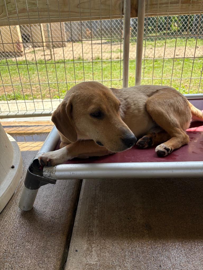 Dash, a Adoptable mixed breed in Fayetteville, TN image 2/3
