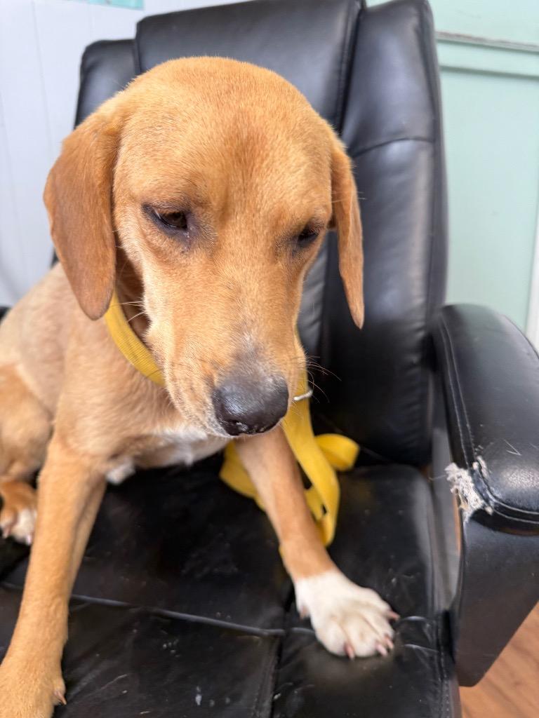 Dash, a Adoptable mixed breed in Fayetteville, TN image 3/3