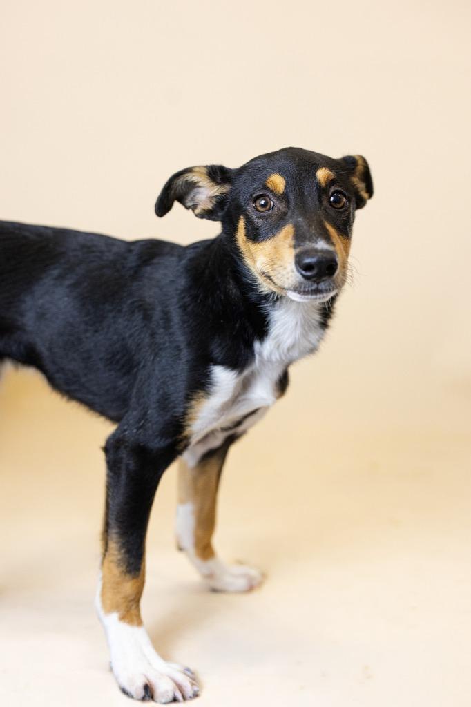 Enlarge Dolly, a Adoptable Mixed Breed in Clarksville, TN image 1/3
