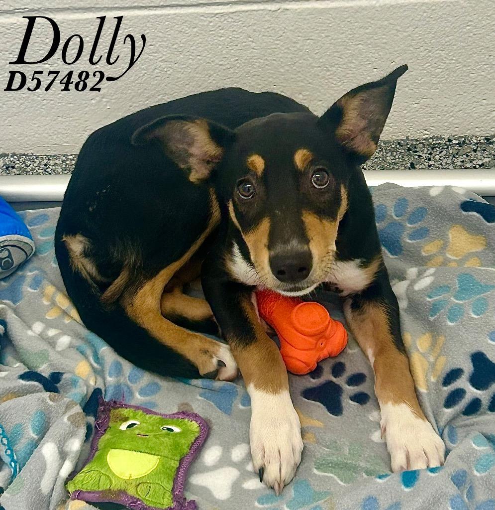 Enlarge Dolly, a Adoptable Mixed Breed in Clarksville, TN image 2/3