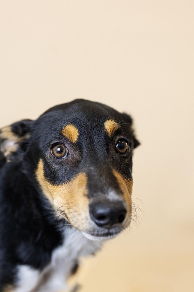 Enlarge Dolly, a Adoptable Mixed Breed in Clarksville, TN image 3/3