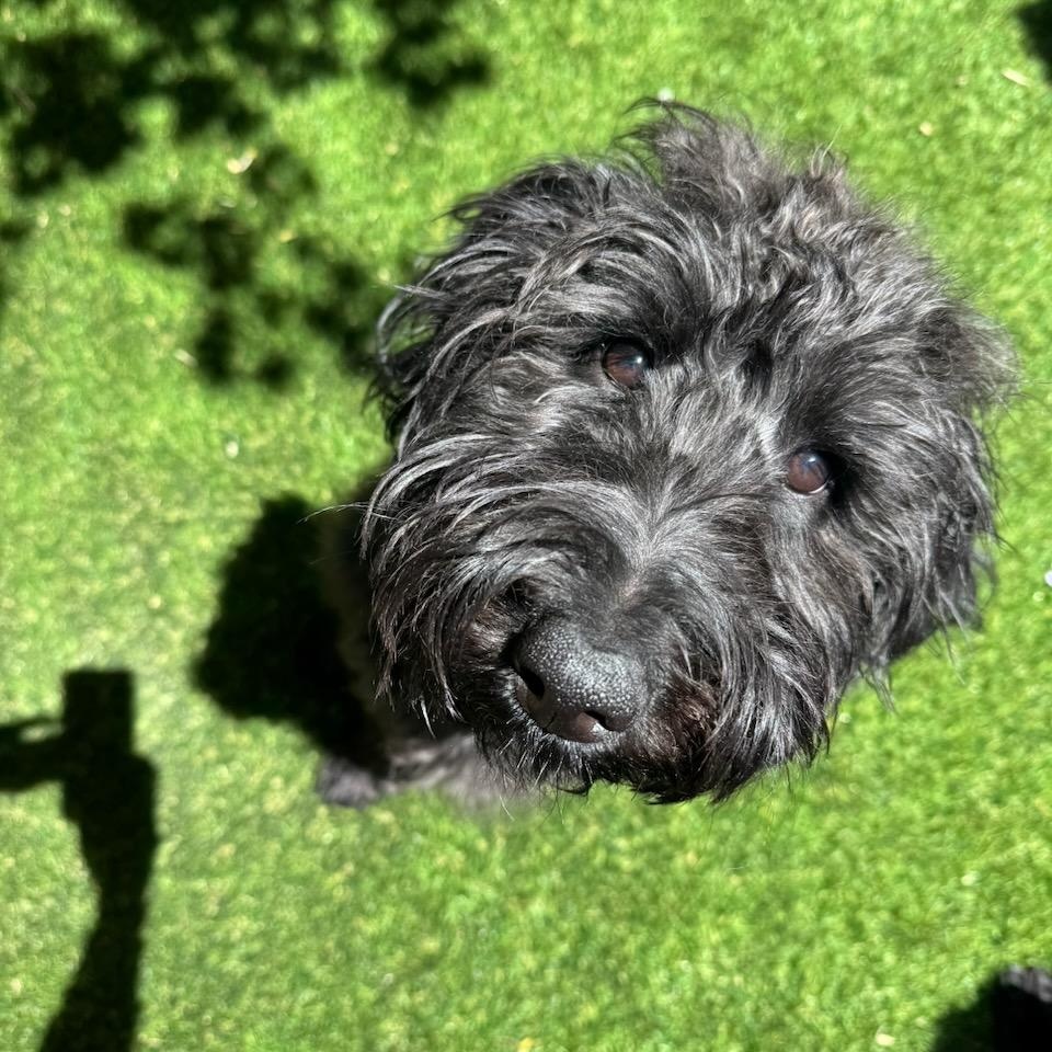 LEYLA- WASHINGTON, a Adoptable Labradoodle in Seattle, WA image 5/6
