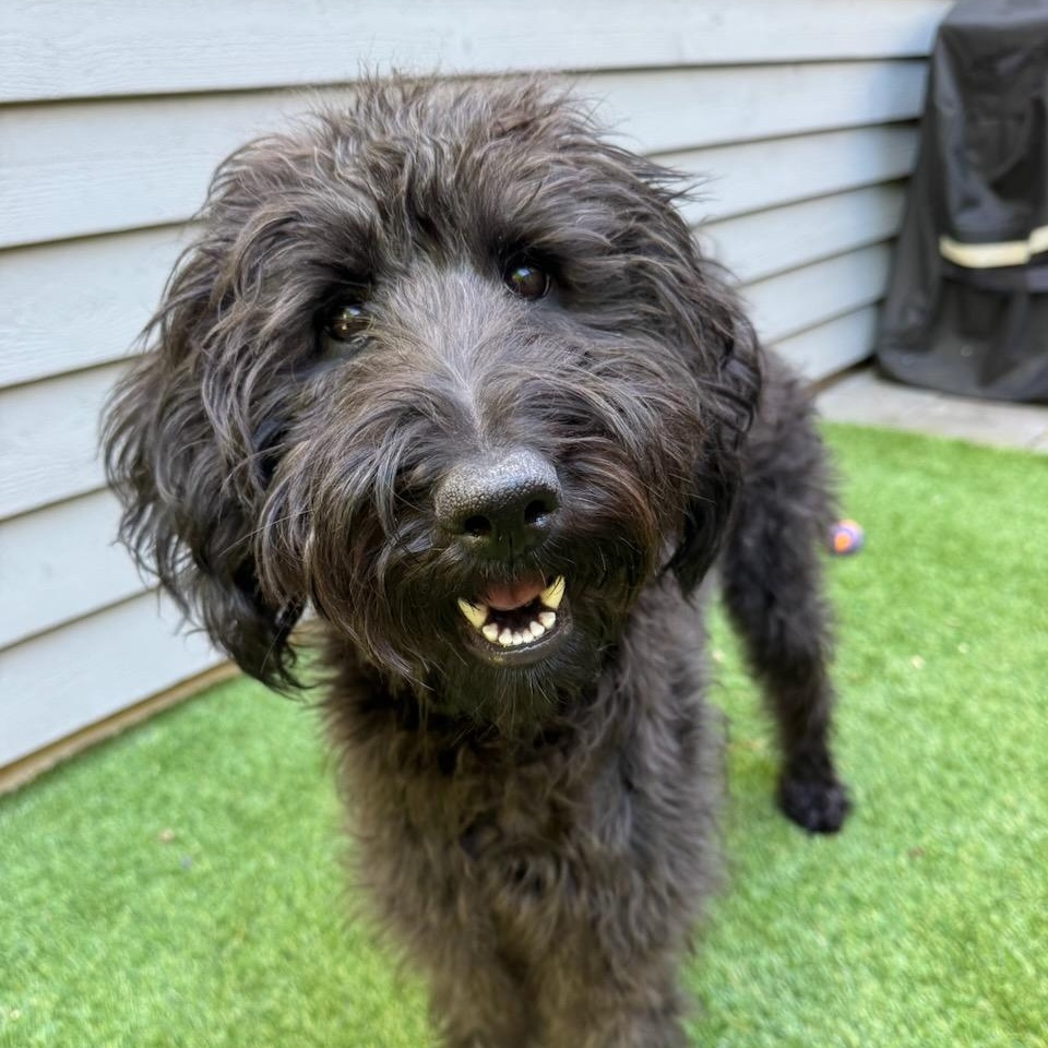 LEYLA- WASHINGTON, a Adoptable Labradoodle in Seattle, WA image 2/6
