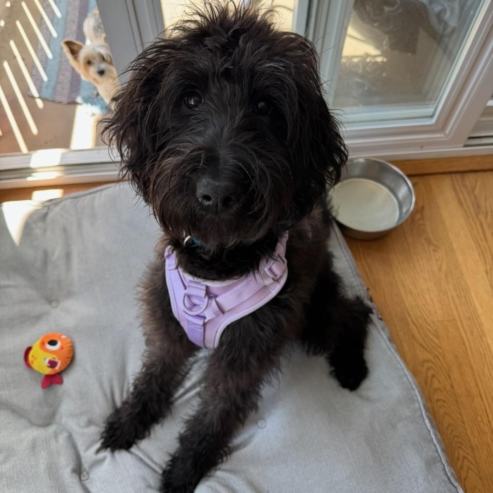 LEYLA- WASHINGTON, a Adoptable Labradoodle in Seattle, WA image 4/6