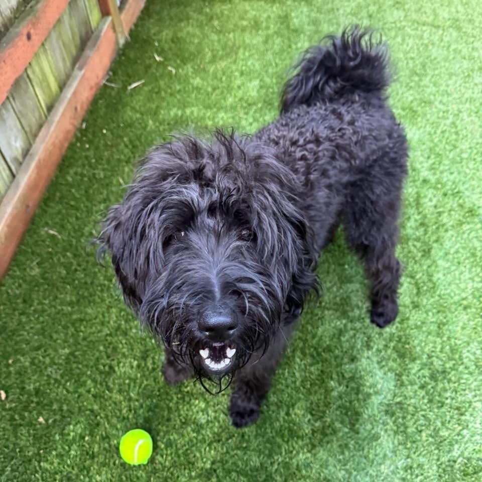 LEYLA- WASHINGTON, a Adoptable Labradoodle in Seattle, WA image 3/6