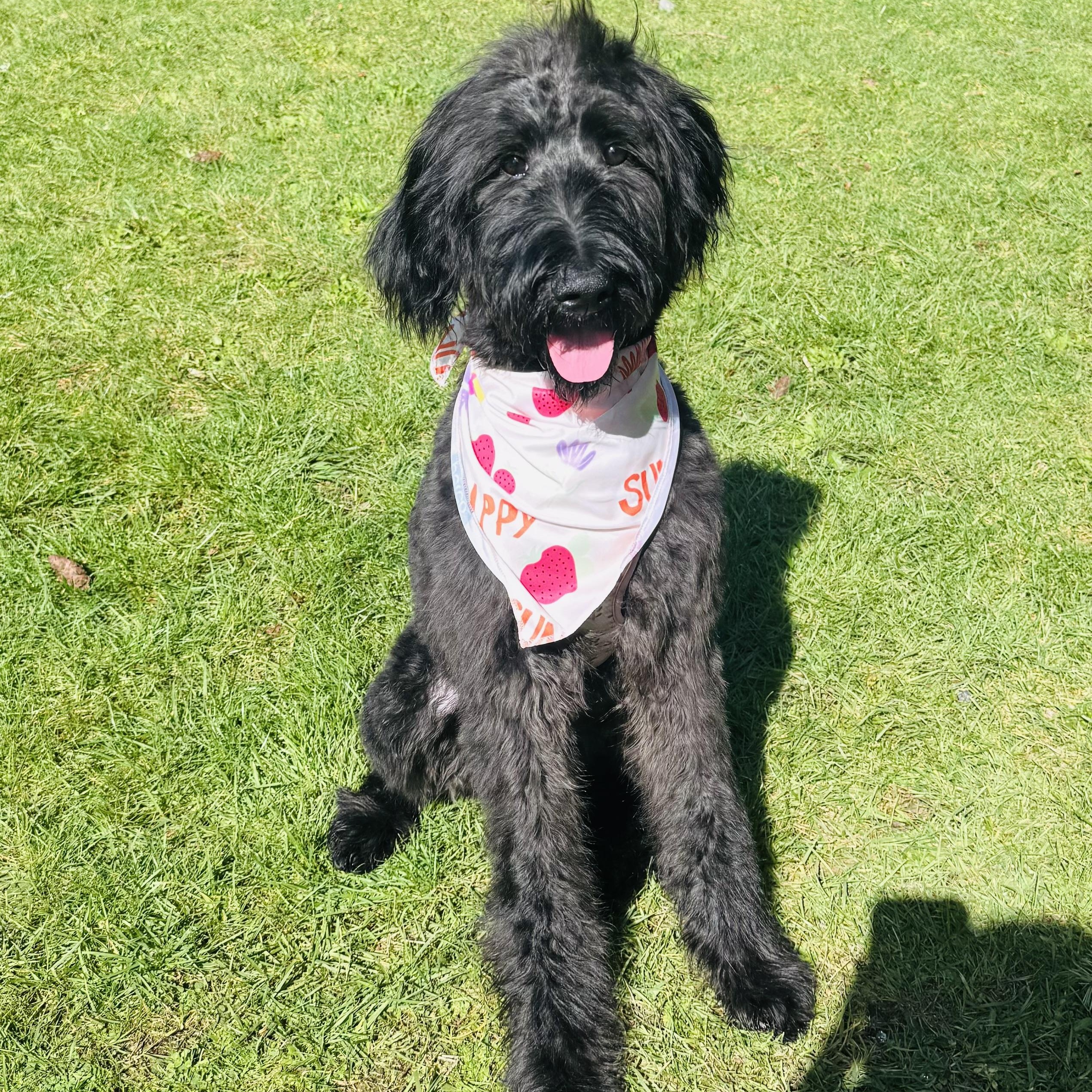 LEYLA- WASHINGTON, Adoptable, Young Female Labradoodle.