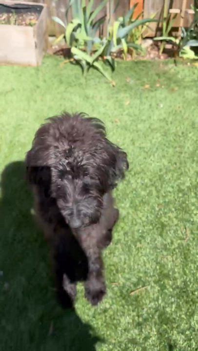 Enlarge LEYLA- WASHINGTON, a Adoptable Labradoodle in Seattle, WA video 6/6