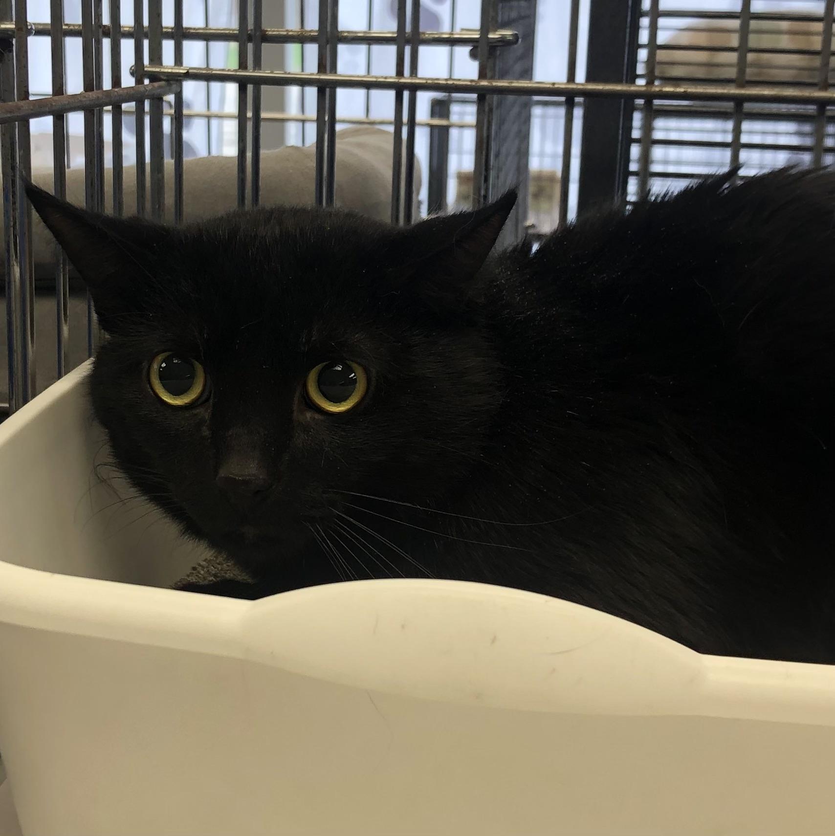 Enlarge Levi batman, a Adoptable Domestic Short Hair in Parma, OH image 1/1