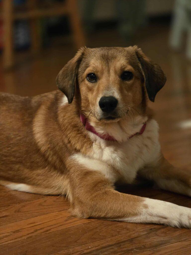 Enlarge Matilda, a ADOPTABLE mixed breed in Red Hook, NY image 1/4