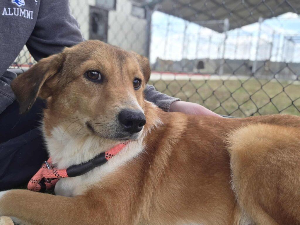 Enlarge Matilda, a ADOPTABLE mixed breed in Red Hook, NY image 2/4