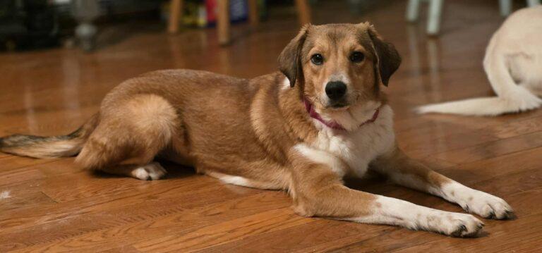 Enlarge Matilda, a ADOPTABLE mixed breed in Red Hook, NY image 3/4