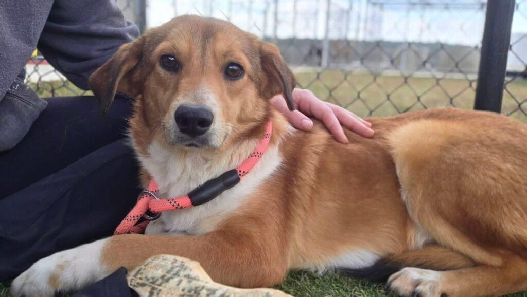 Enlarge Matilda, a ADOPTABLE mixed breed in Red Hook, NY image 4/4