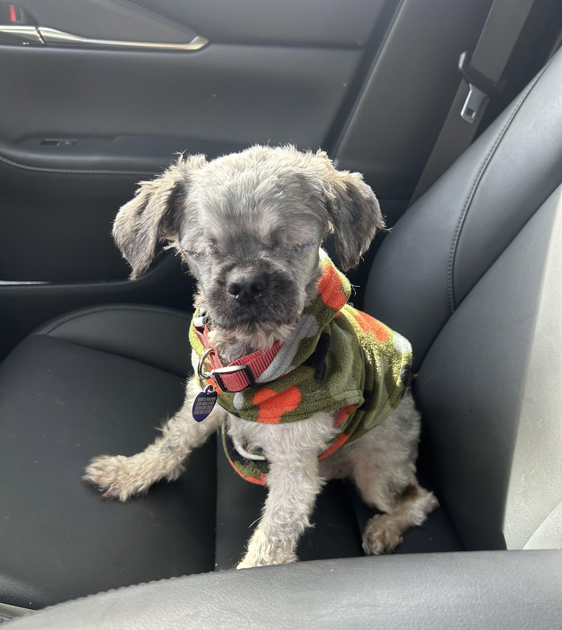 Enlarge Thibodeau aka Tibs, a Adopted Shih Tzu in Rockville, MD image 1/4
