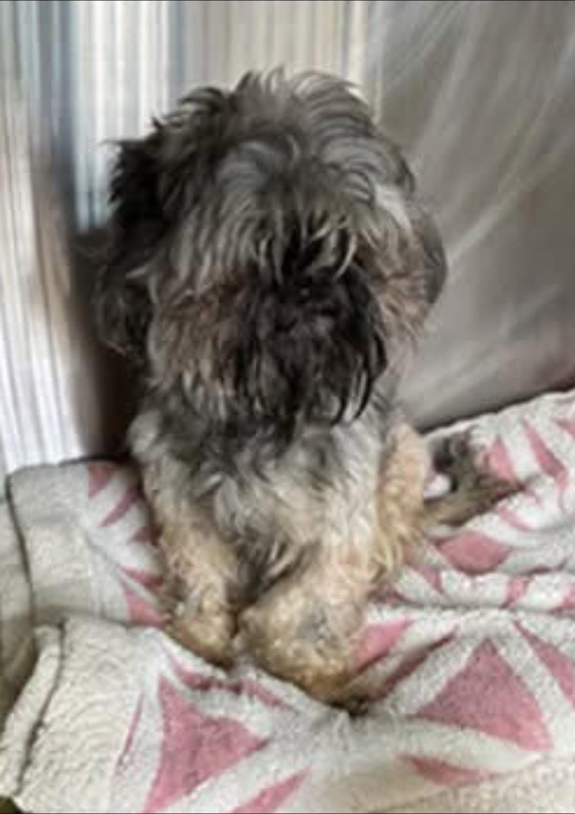 Enlarge Thibodeau aka Tibs, a Adopted Shih Tzu in Rockville, MD image 3/4
