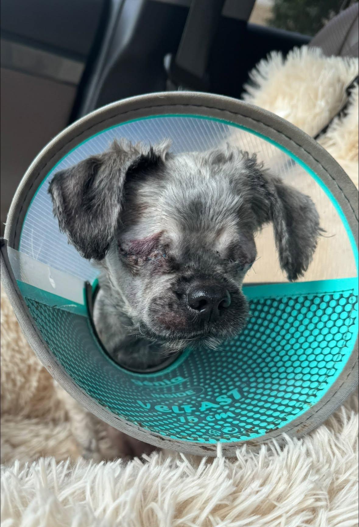 Enlarge Thibodeau aka Tibs, a Adopted Shih Tzu in Rockville, MD image 2/4
