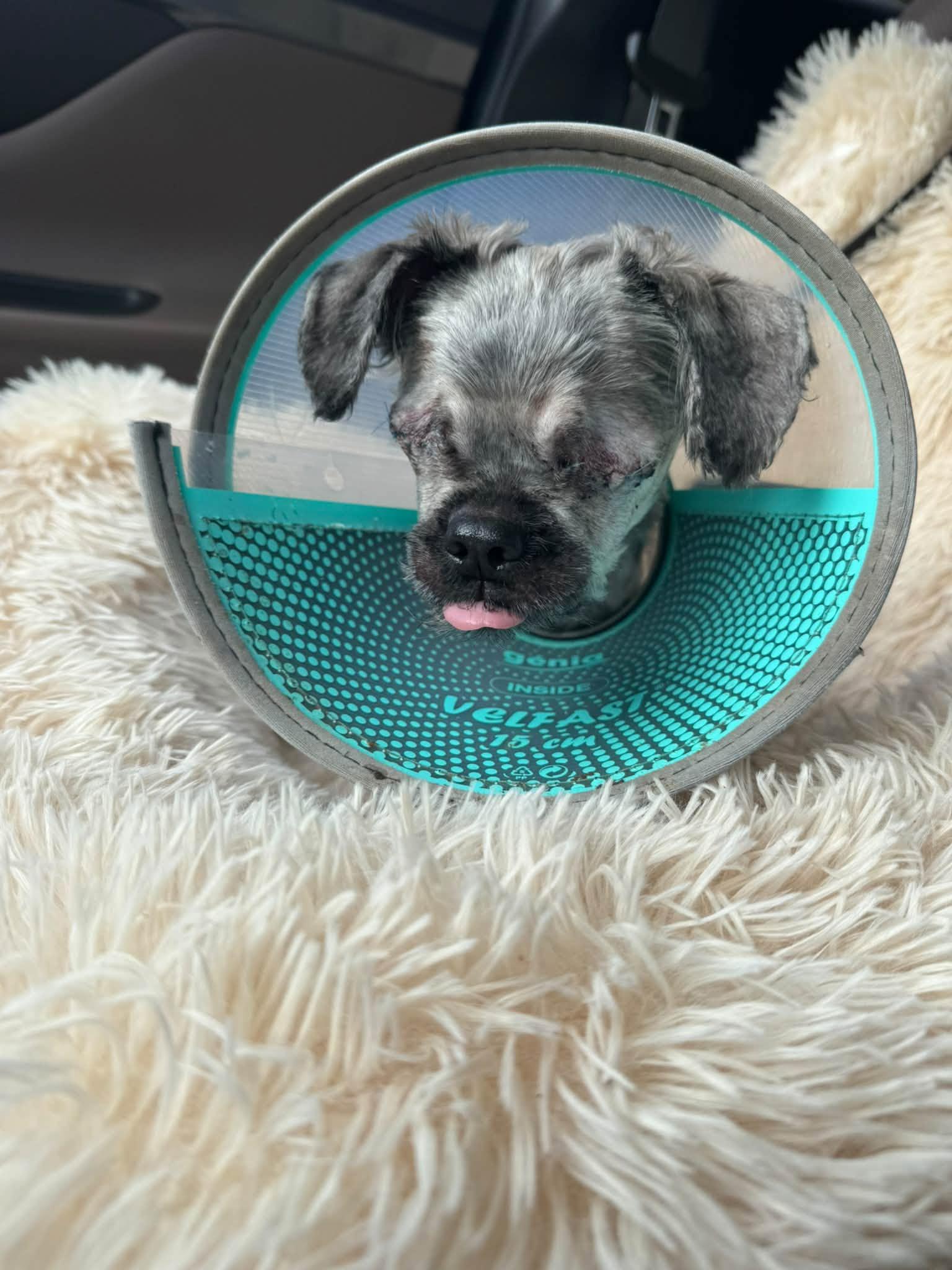 Enlarge Thibodeau aka Tibs, a Adopted Shih Tzu in Rockville, MD image 4/4