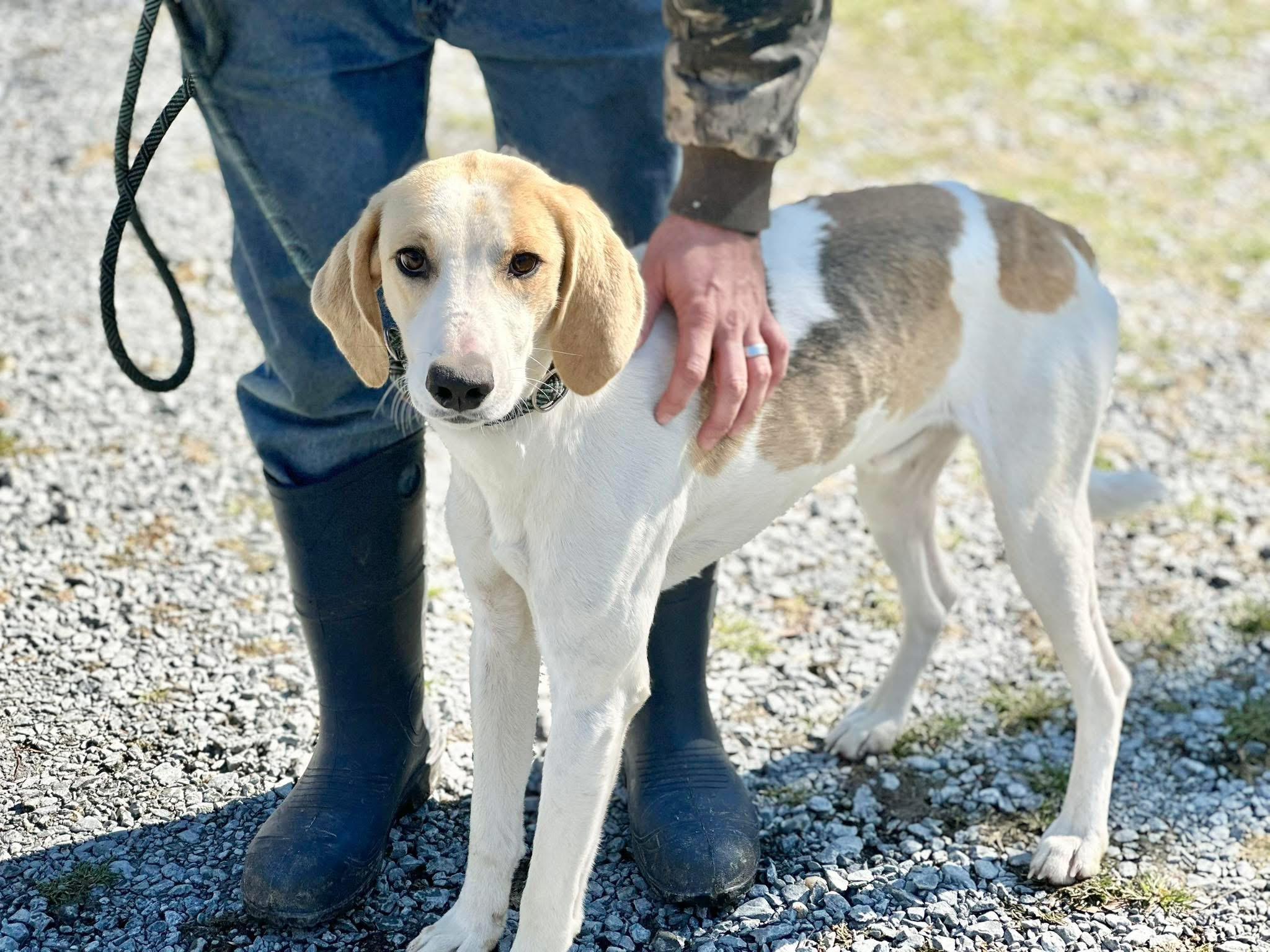 Jesse, adopted, Adult Male Hound.