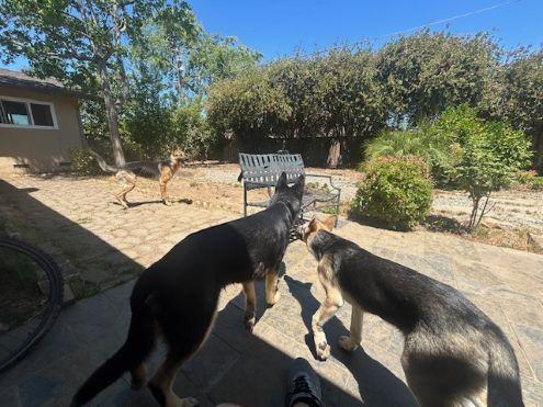 Myrtle, Adopted, Young Female German Shepherd Dog.