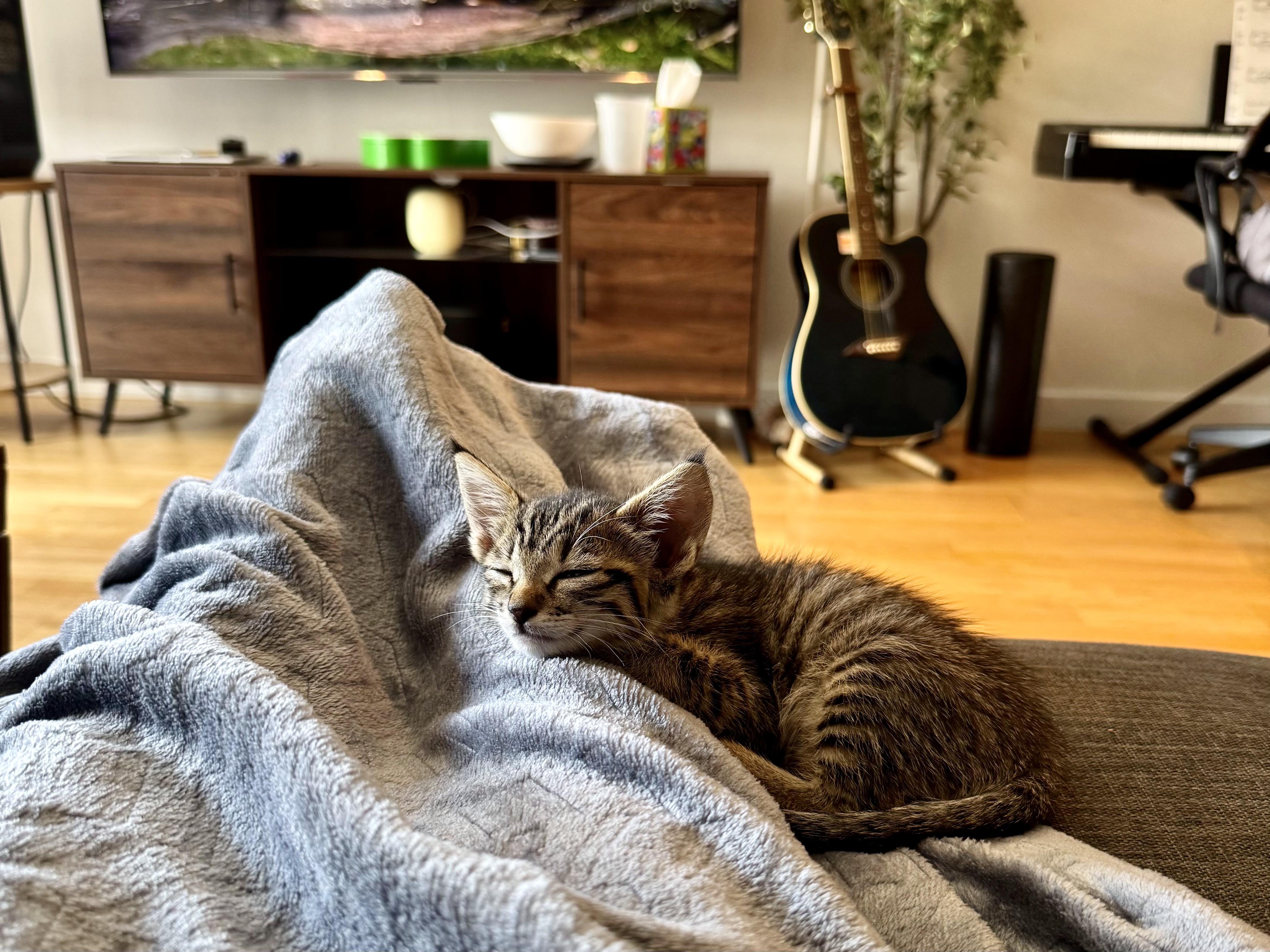 Nimbus, Adoptable, Kitten Male Domestic Short Hair.