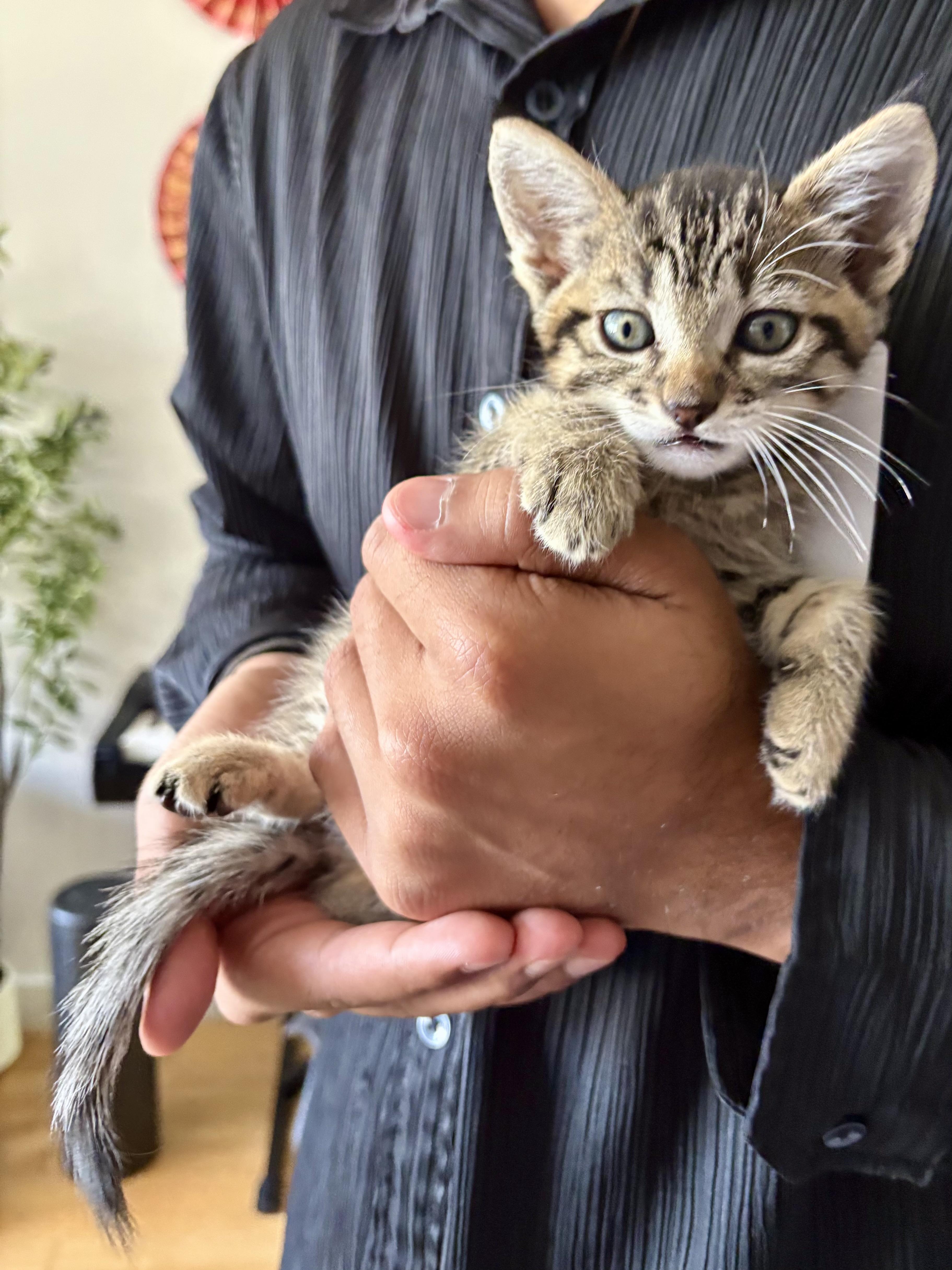 Enlarge Nimbus, a Adoptable Domestic Short Hair in San Francisco, CA image 2/6