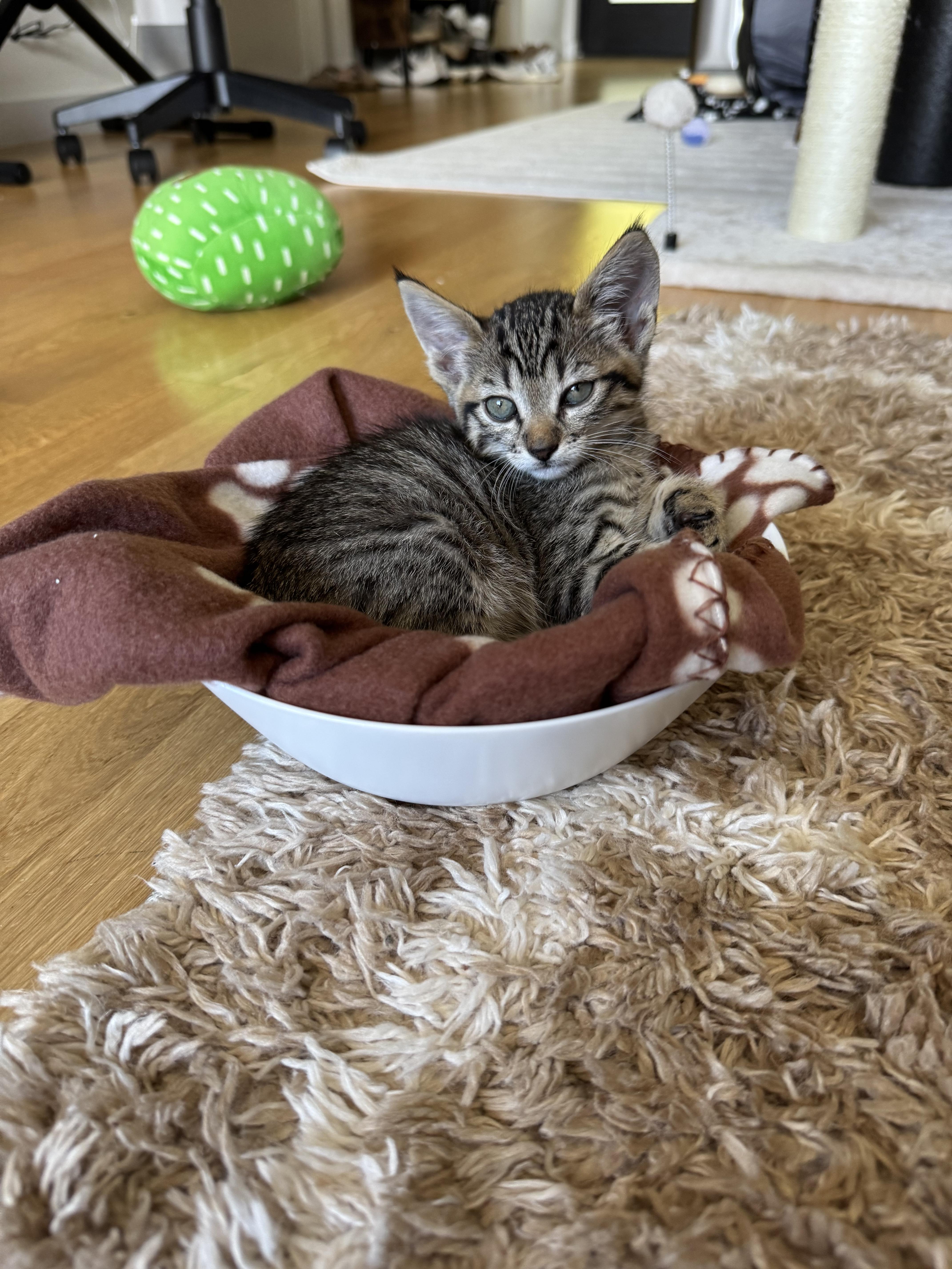 Enlarge Nimbus, a Adoptable Domestic Short Hair in San Francisco, CA image 3/6
