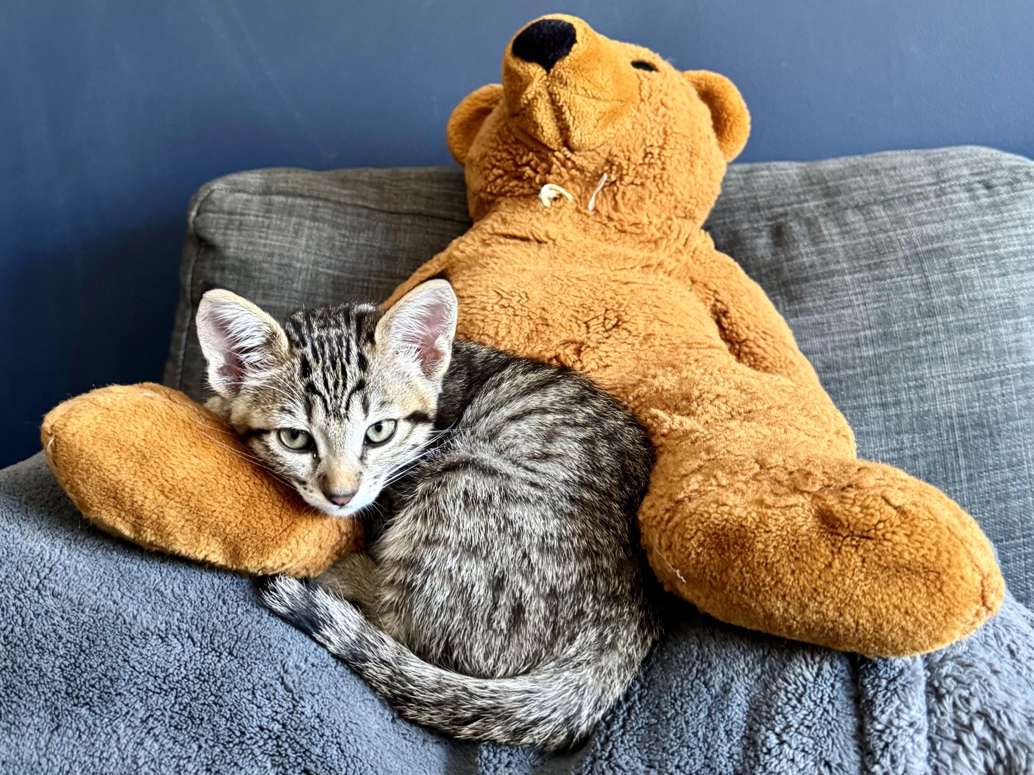 Enlarge Nimbus, a Adoptable Domestic Short Hair in San Francisco, CA image 5/6