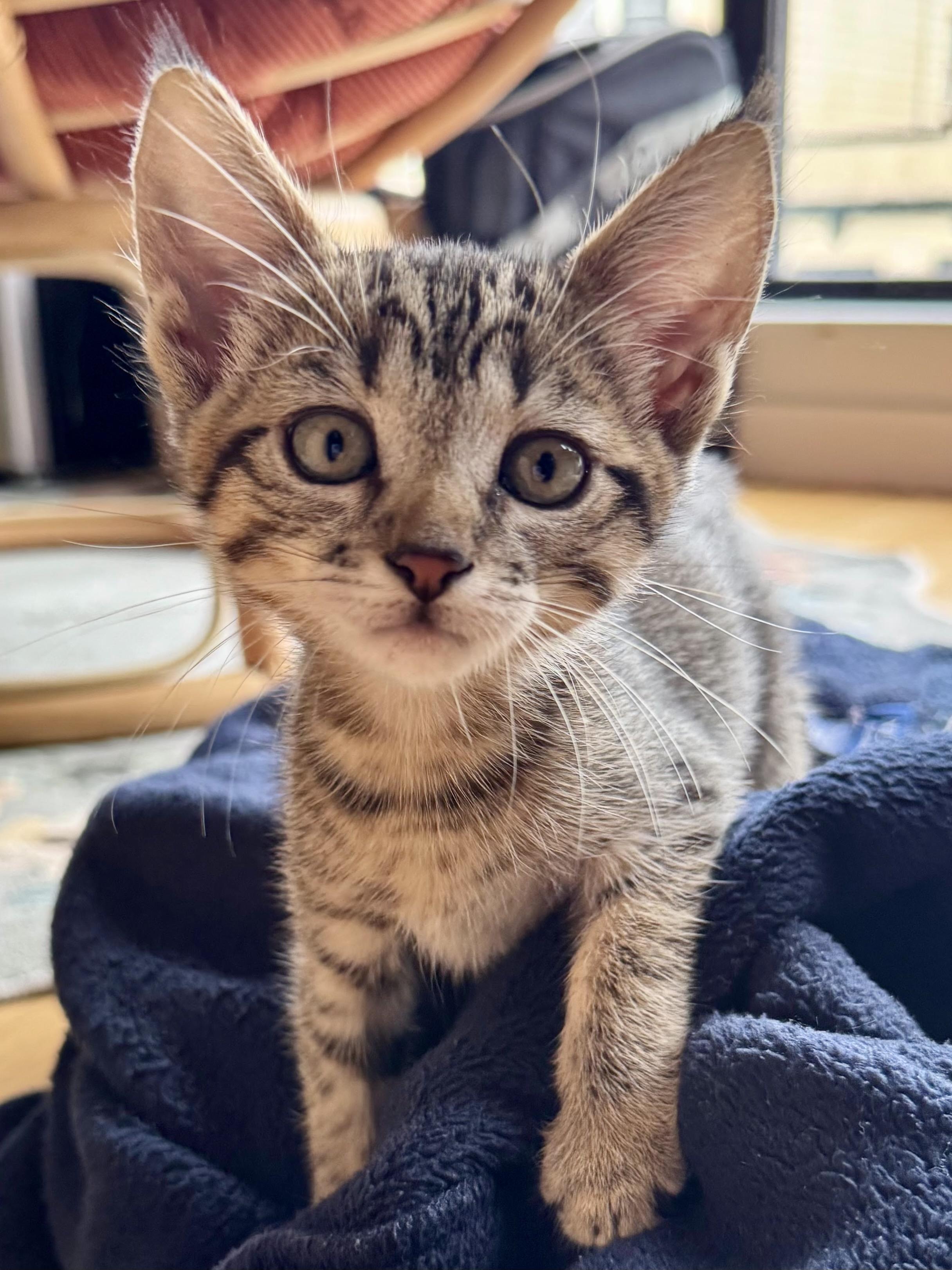 Enlarge Nimbus, a Adoptable Domestic Short Hair in San Francisco, CA image 6/6