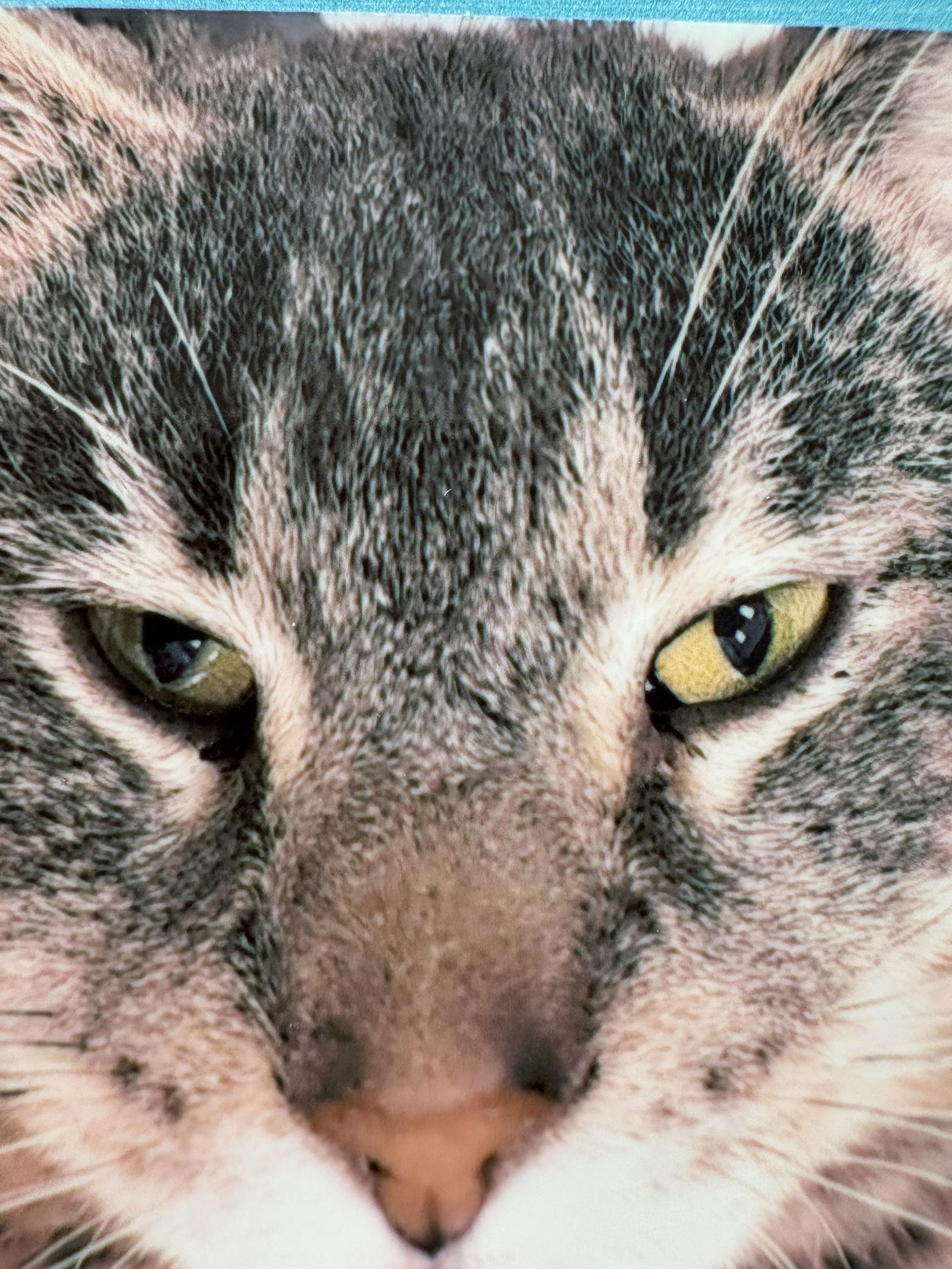 Silver, Adoptable, Young Male Domestic Short Hair.