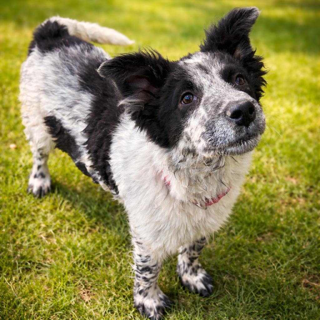 Enlarge Sage, a Adoptable Australian Cattle Dog / Blue Heeler in Phoenix, AZ image 1/1
