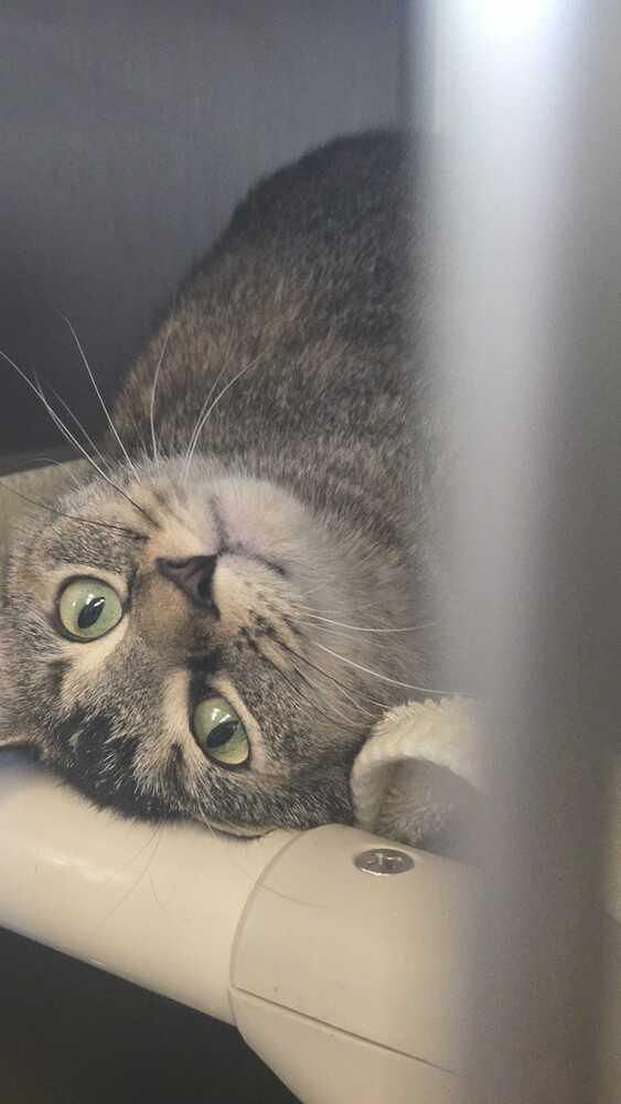 Honey G, Adoptable, Adult Female Domestic Short Hair.