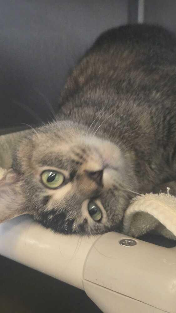 Enlarge Honey G, a Adoptable mixed breed in Bowling Green, OH image 3/6