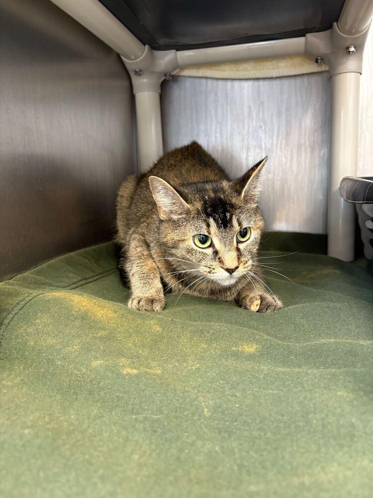 Enlarge Honey G, a Adoptable mixed breed in Bowling Green, OH image 4/6