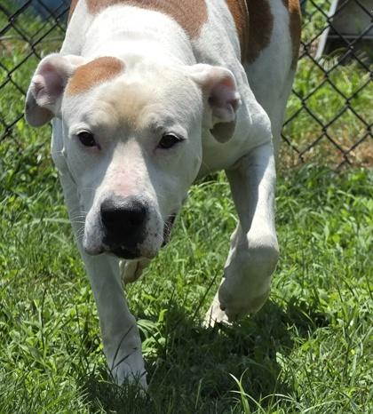 Creek(HW+), Adoptable, Adult Female Boxer & Mixed Breed.
