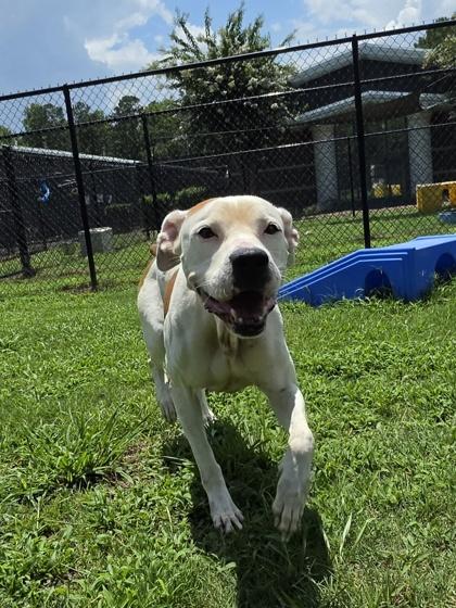 Enlarge Creek(HW+), a Adoptable mixed breed in Conway, SC image 2/3
