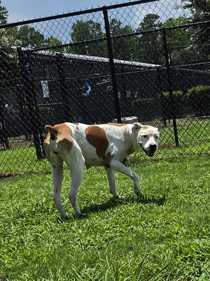 Enlarge Creek(HW+), a Adoptable mixed breed in Conway, SC image 3/3