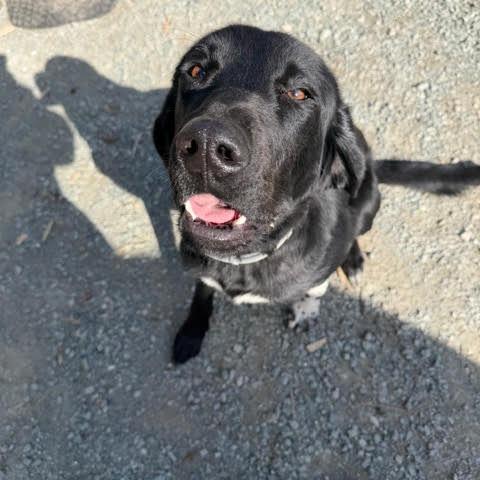 Dolly, Adoptable, Young Female Akbash & Mastiff.