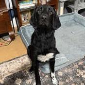 Dolly, Adoptable, Young Female Akbash & Mastiff.