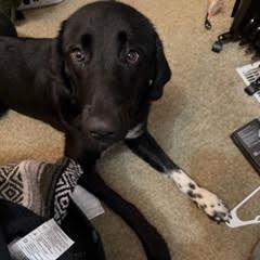 Enlarge Dolly, a Adoptable mixed breed in Bellingham, WA image 2/6