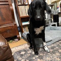 Enlarge Dolly, a Adoptable mixed breed in Bellingham, WA image 3/6