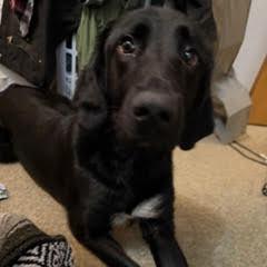 Enlarge Dolly, a Adoptable mixed breed in Bellingham, WA image 4/6