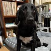 Enlarge Dolly, a Adoptable mixed breed in Bellingham, WA image 5/6